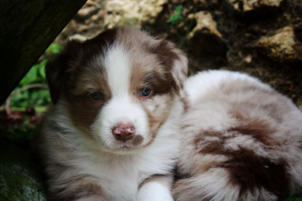 Astronomy - Chiots disponibles - Berger Australien