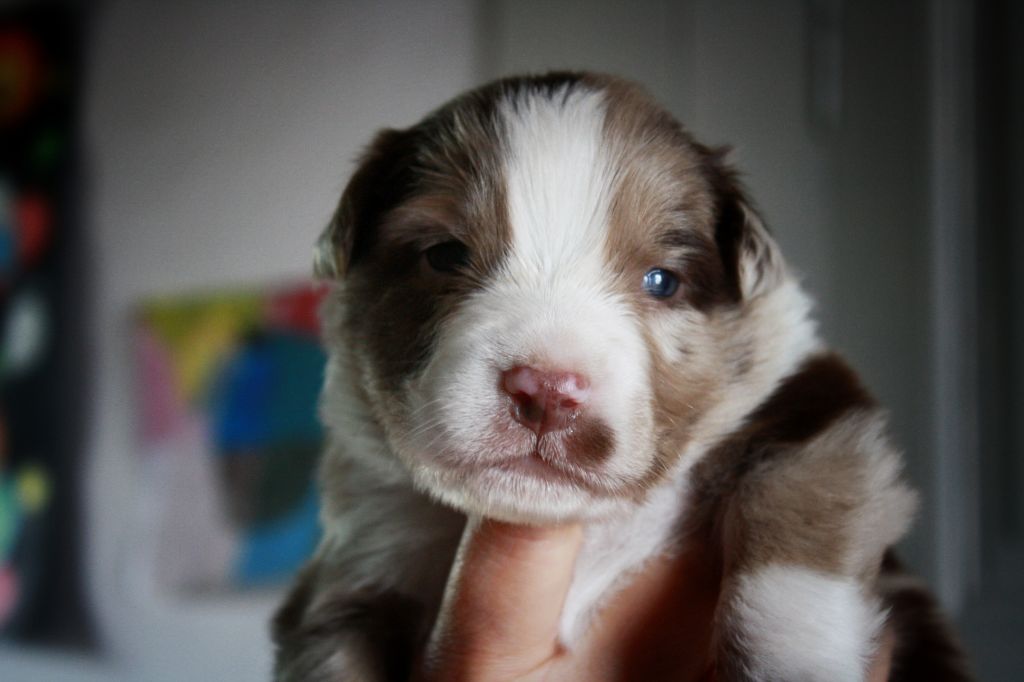 Astronomy - Chiots disponibles - Berger Australien