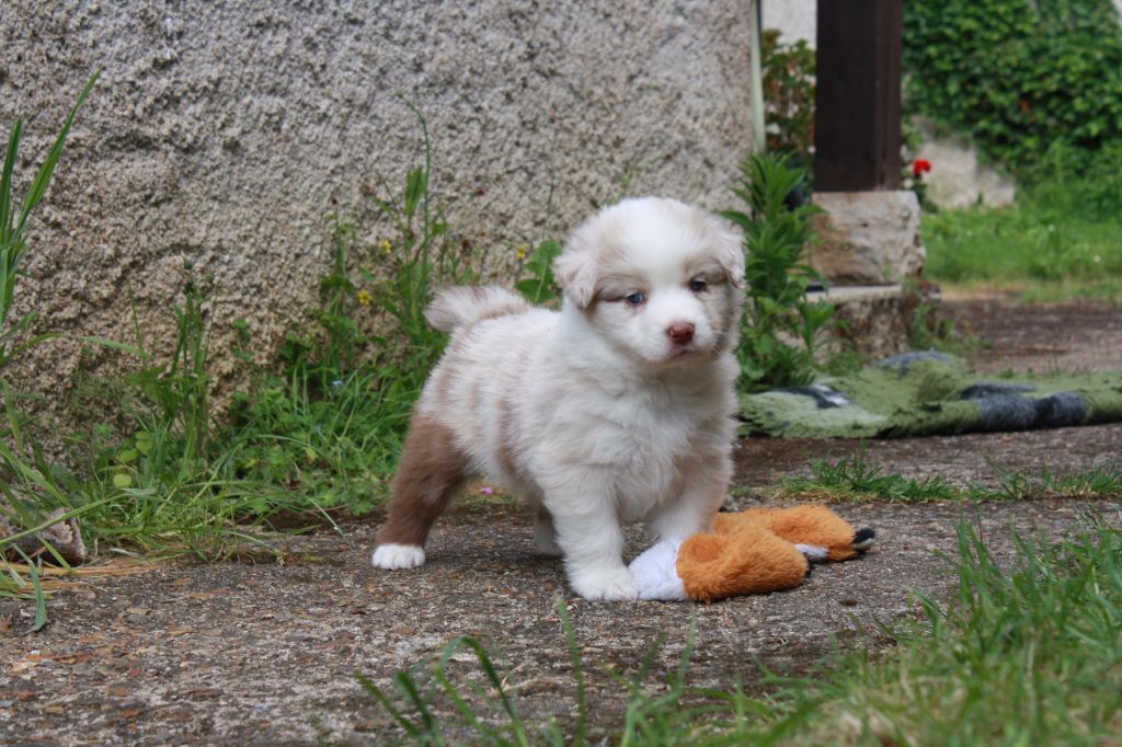 Astronomy - Chiots disponibles - Berger Australien
