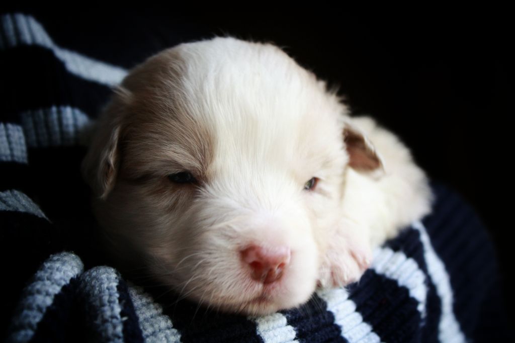 Astronomy - Chiots disponibles - Berger Australien