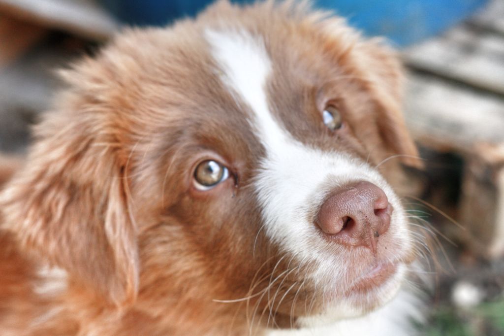 Astronomy - Chiots disponibles - Berger Australien