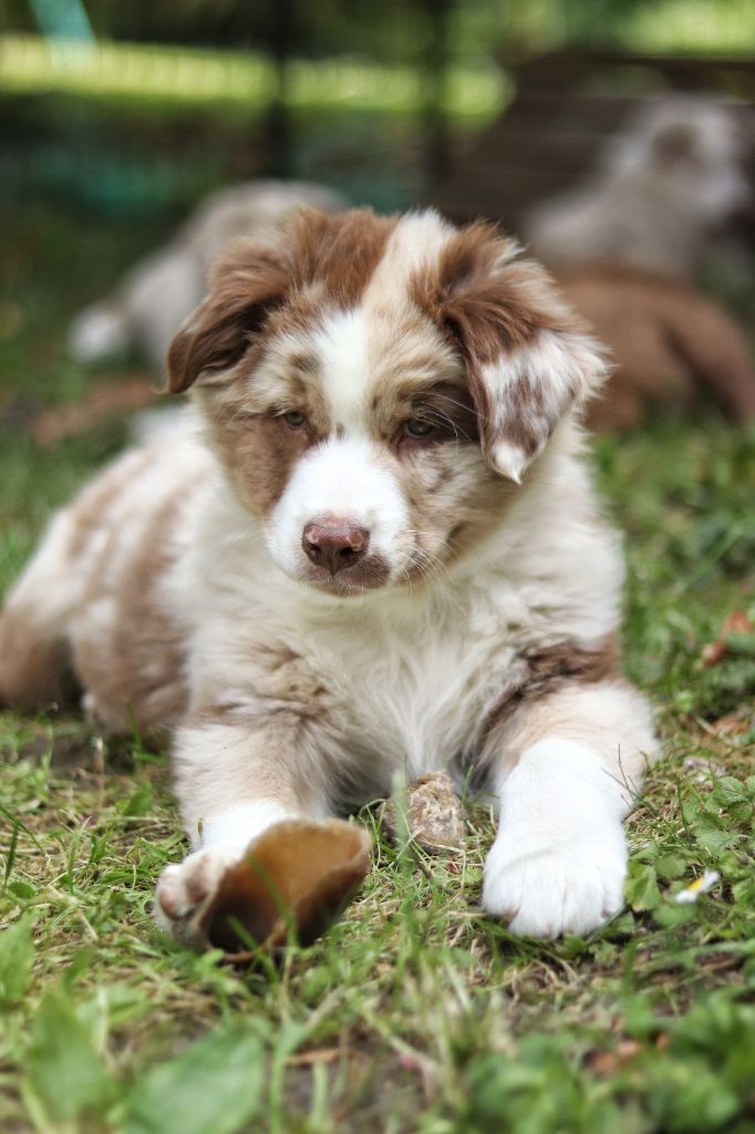 Astronomy - Chiots disponibles - Berger Australien