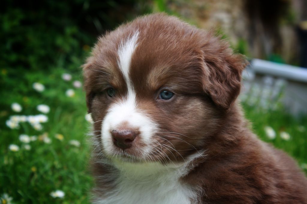 Astronomy - Chiots disponibles - Berger Australien