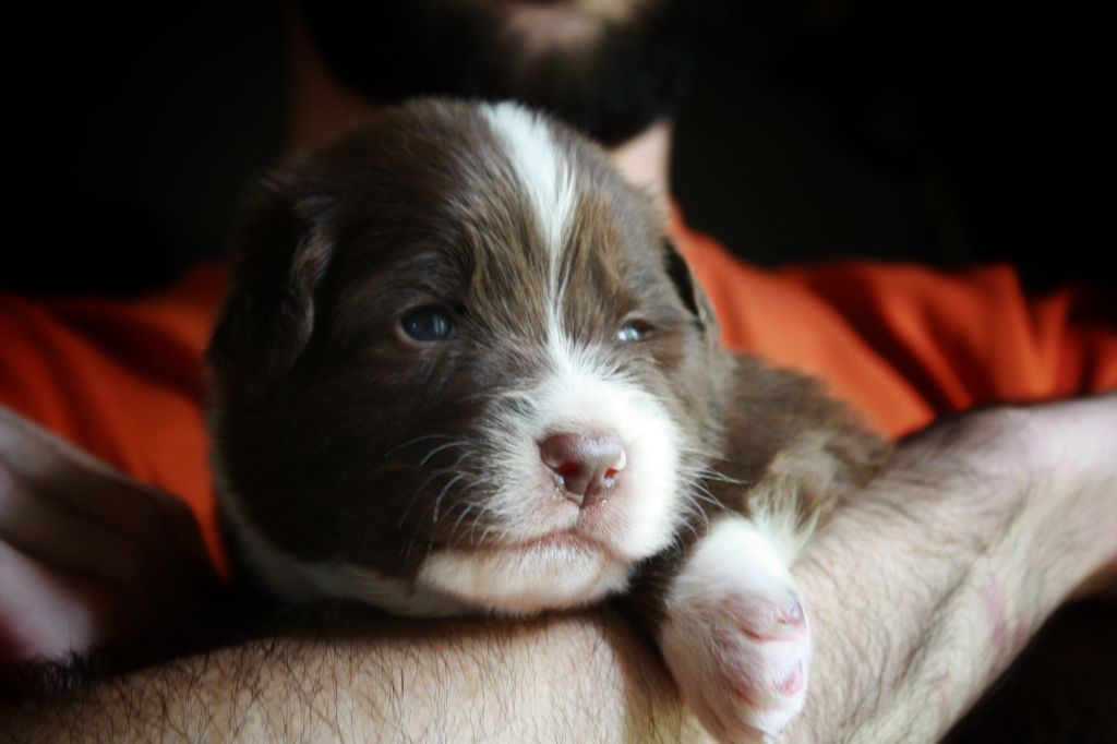Astronomy - Chiots disponibles - Berger Australien