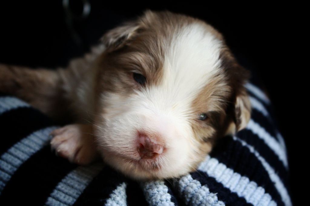 Astronomy - Chiots disponibles - Berger Australien
