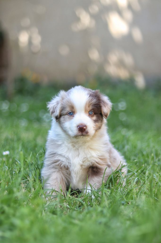Astronomy - Chiots disponibles - Berger Australien