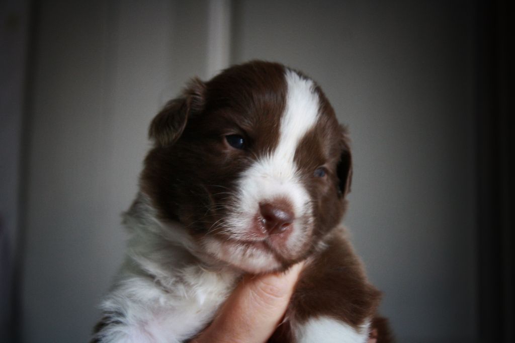 Astronomy - Chiots disponibles - Berger Australien
