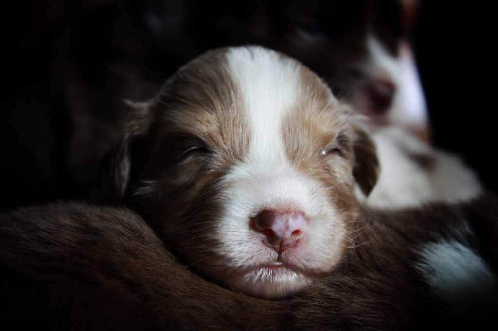 Astronomy - Chiots disponibles - Berger Australien
