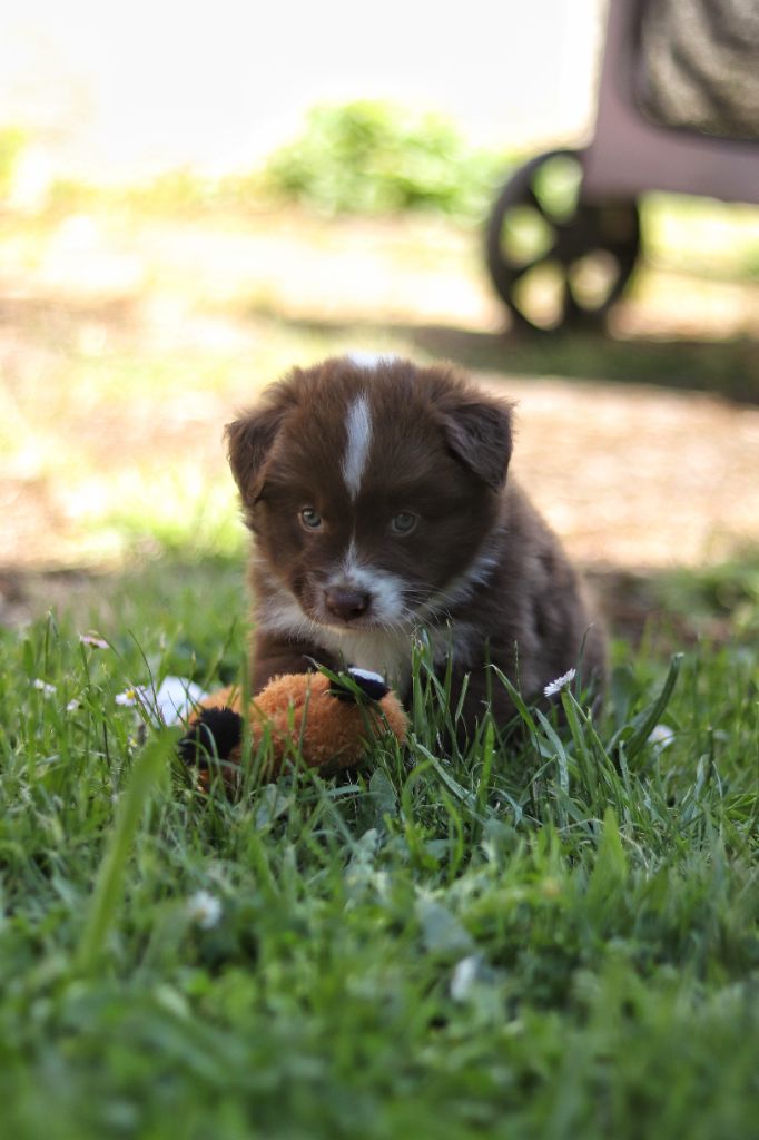 Astronomy - Chiots disponibles - Berger Australien