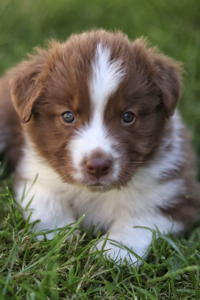 Astronomy - Chiots disponibles - Berger Australien