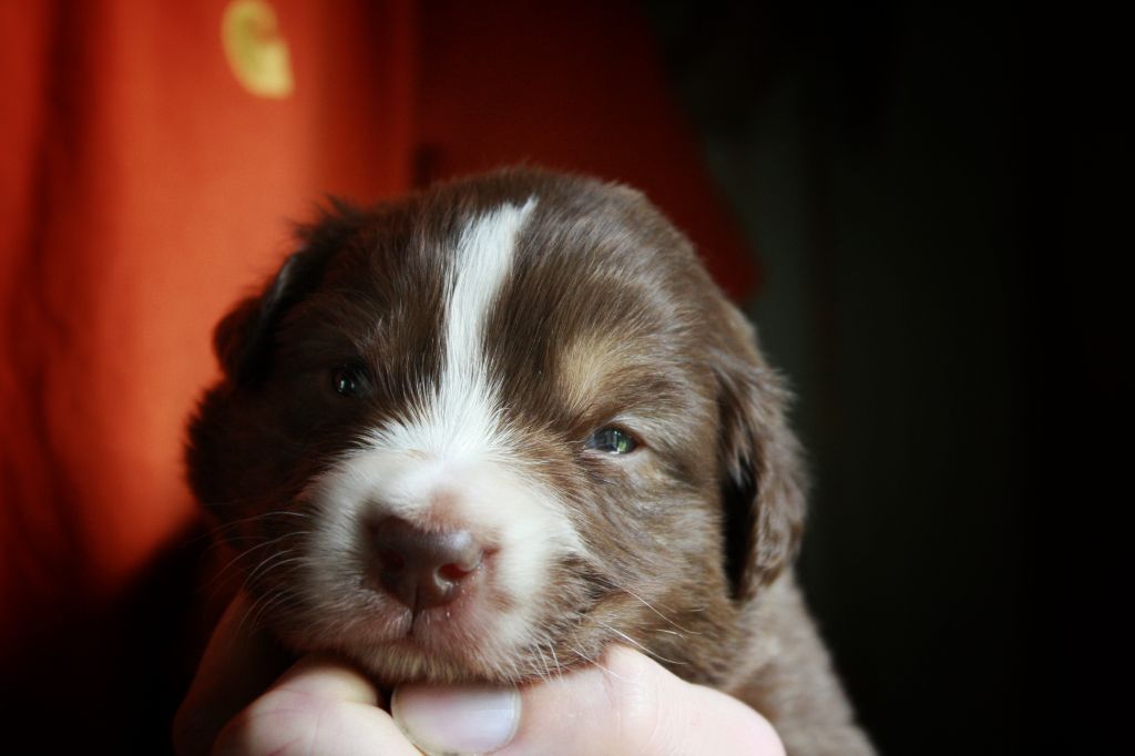 Astronomy - Chiots disponibles - Berger Australien